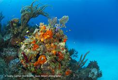 Cayman Islands Scuba Diving Holiday. Cayman Brac Dive Centre. Coral Head.